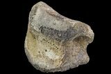 Ceratopsian Dinosaur Toe Bone - Alberta (Disposition #-) #97049-1